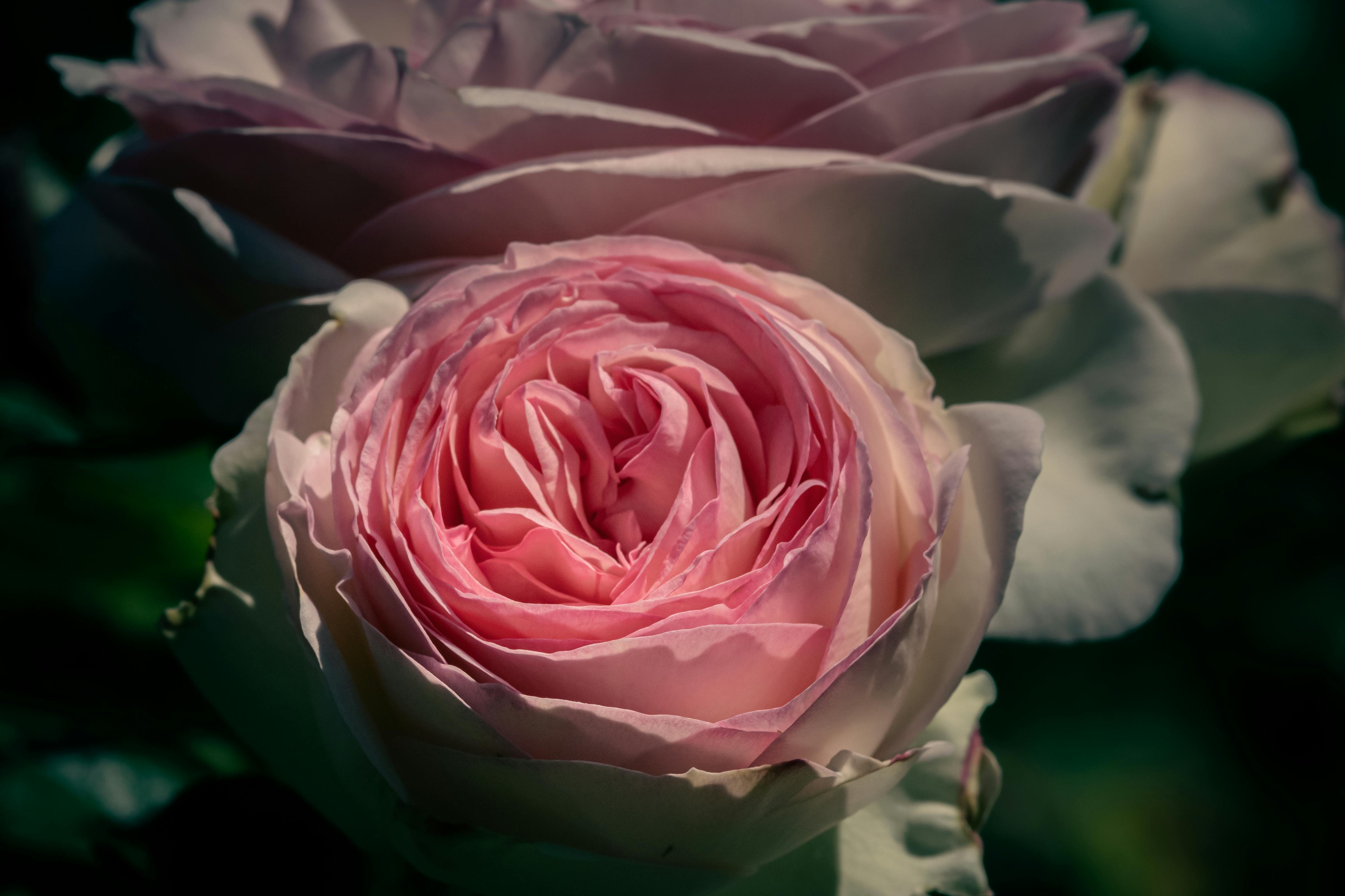 7 Handmade Rose Soap Benefits: Unveiling the Natural Beauty Secret