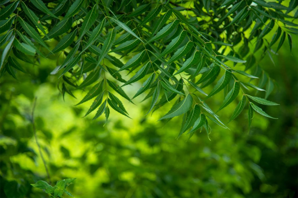 the bath essence - natural herbs - neem